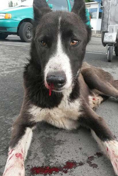Окървавеното куче до бензиностанция „Лукойл” почина, кърлежи натровили кръвта му