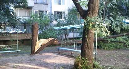 Гръмотевица разцепи дърво в столичен квартал