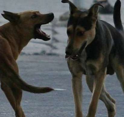 Глутница от 12 кучета напада жени, злобните песове вият като чакали