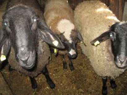 2.5 години затвор за нагъл бургазлия, откраднал 6 овце от кошара в с. Веселие