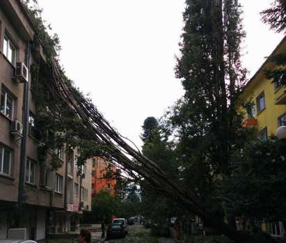Дърво падна върху жилищен блок, десетки столичани са ранени от градушката вчера