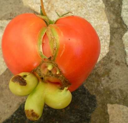 Природата съвсем полудя, домати раждат чушки с формата на пенис
