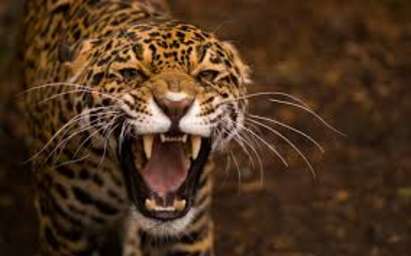 Кошмар! Ягуар избяга от зоопарка в Ловеч