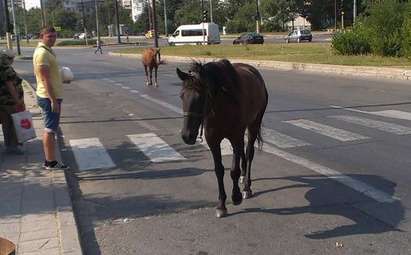 Коне се разхождат във Варна, няма кой да „арестува“ опасните „пешеходци“