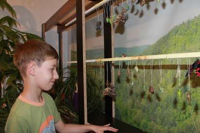 Пеперуди се излюпват пред очите на посетители в музея в Бургас