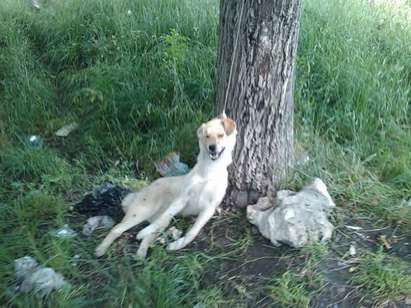 Бъдещото спецченге Киро Садиста пали котки и кучета, удушава ги в менгеме! (18+)