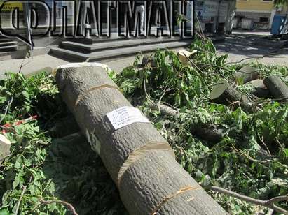 Бургазлии стреснати от сеч на здрави дървета в центъра, разчиствани са заради ремонт