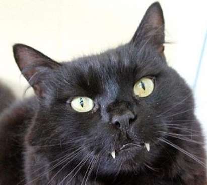 Котка прилича на вампир, британци я „осиновиха“ от приют