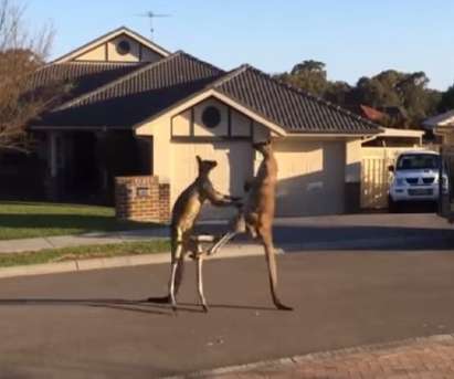 Две кенгура се дуелират, играят кеч на улицата