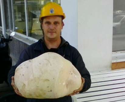 Българин откри гъба, достойна за Гинес, тежи 10,5 килограма