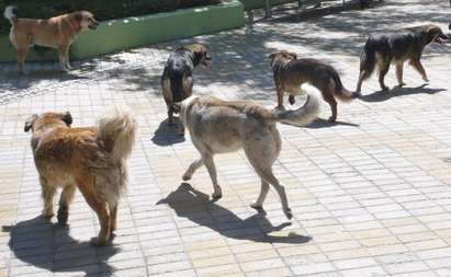 Глутница кучета повали жената на лидер на „Атака”
