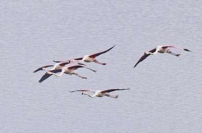 Пет розови фламинги привличат погледите в Атанасовско езеро