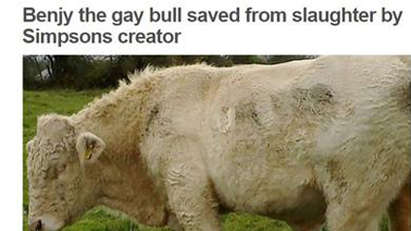 Зоолюбители спасиха бик гей