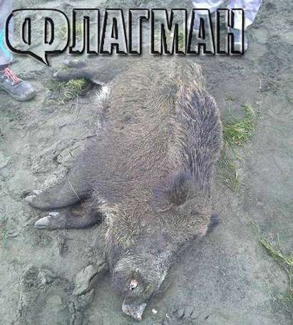 Само във Флагман.бг: Диво прасе изплува на плажа в Бургас
