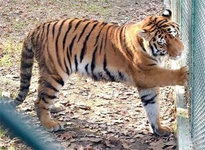 Тигър избяга от клетката си в столичния зоопарк, посетителите са изведени