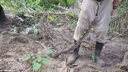 Змия излезе от гащите на каскадьор докато уринира в джунглата