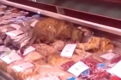 Котка изяде деликатеси за над 1000 евро, приеха я за член на комунистическата партия (видео)