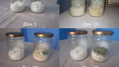 Българин потвърди шокиращия експеримент, че оризът разбира от думи