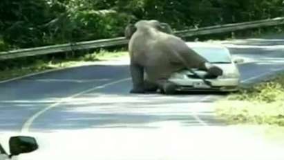 Похотлив слон прави секс с автомобил (ВИДЕО)