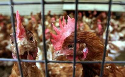 Избиват домашни животни в село Константиново заради птичия грип