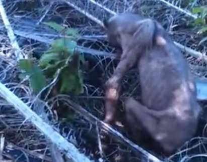 Вижте шокиращо видео с гладна мечка, която прилича на извънземен пришълец