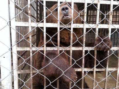Измъчват мечки в лесопарк, природозащитничка настоява за наказания на чиновници