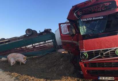 Прасета тичат по магистрала "Тракия" след катастрофа на два камиона