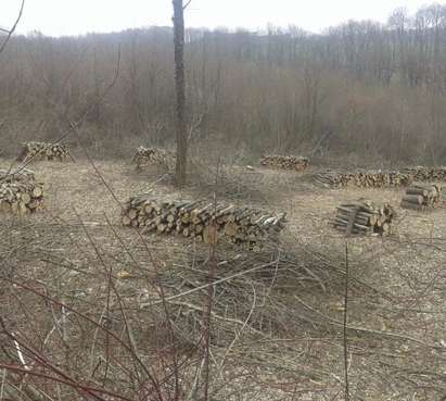 Ужасната сеч в горите продължава и през празничните дни