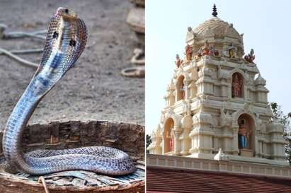 Влюбен в кобра индиец се опита да се ожени за нея, но полицаи развалиха сватбата