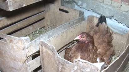 Кокошка от село Чурек снася зелени яйца (снимка)