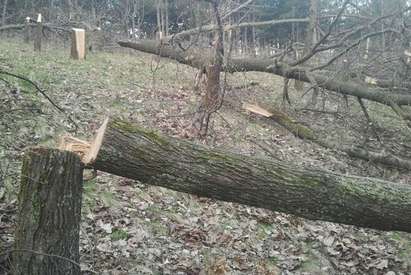 Безогледната сеч продължава, горичка край Банкя изведнъж изчезна