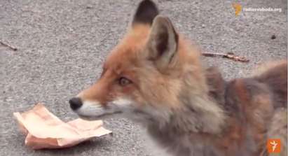 Лисица яде сандвич от ръцете на украинец (ВИДЕО)