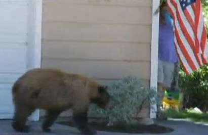Глутници койоти нападат Лос Анджелис, мечки търсят спасение от жегата в дворовете на хората