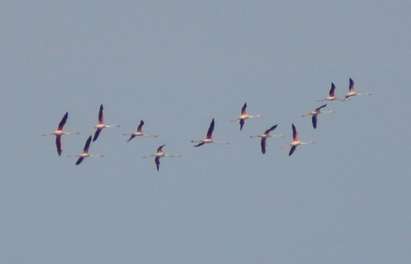 12 розови фламинго се появиха над Бургас