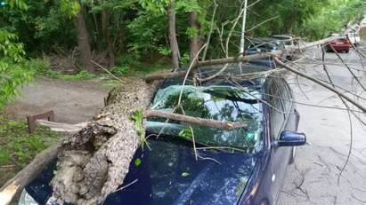 Шофьор, чиято кола е съсипана от паднало дърво, зове да се отстранят изсъхналите клони
