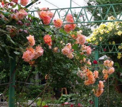 Бизнес по нашенски: "Търговци" на цветя оскубаха градините край Изворище