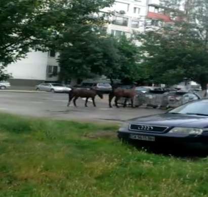 Коне се разхождат в столичен квартал, диви мургави конници яздят в галоп по улиците.
