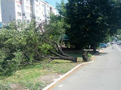 Издирва се кой повали с моторна резачка здраво дърво на ул. Струга в Бургас