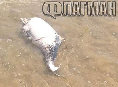 Обезглавен делфин стресна туристите на плаж „Каваците“