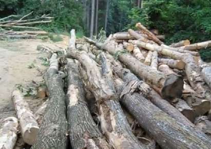 Изсичат дърветата в парк „Беласица“, изнасят се по 14 камиона борове и кестени