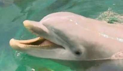 Незаконни рибарски мрежи убиват делфини