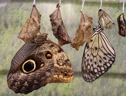 Eкзотични пеперуди летят в музейната градина на Бургас