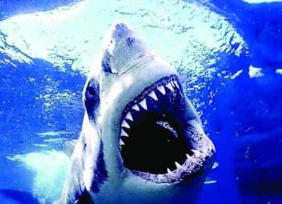 Бяла акула разкъса 40-годишен водолаз пред очите на дъщеря му