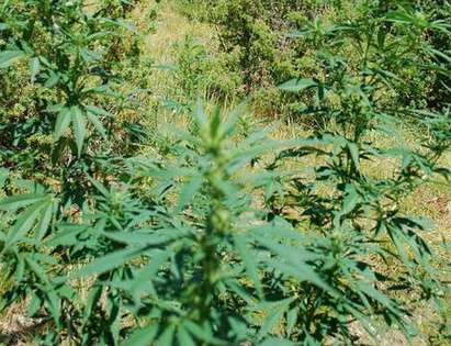 Ферма за марихуана на 1000 м надморско равнище разкри МВР