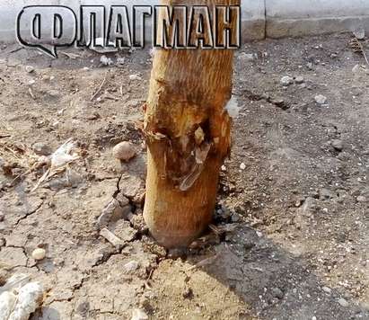 Флагман.бг пита: Кой коварно трови дървета с нафта в центъра на Бургас?
