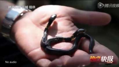 Двуглава змия живее в китайски зоопарк (ВИДЕО)