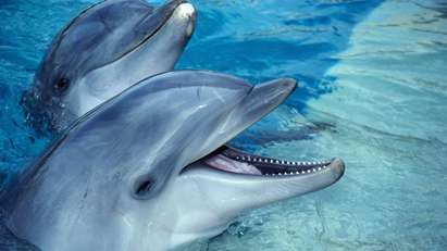 Ден на делфините на Морска гара Бургас