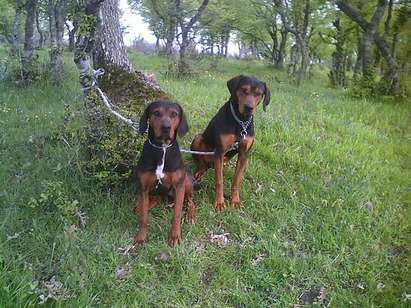 Ловец от Царево: Откраднаха кучето ми Берта, за да го продадат в Гърция. Крадците са организирана мафия