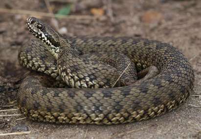 Отровна змия се намърда в багажника на журналист