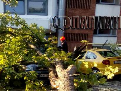 Дърво се срути върху три коли до Операта в Бургас
